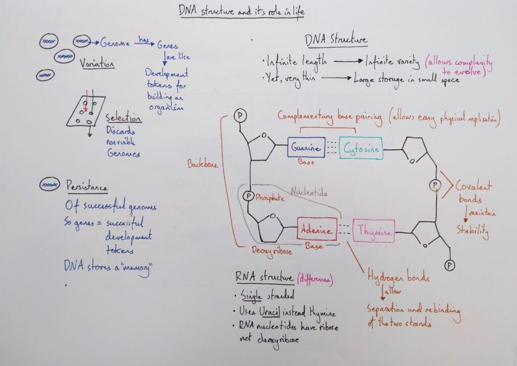 Explain molecular DNA structure meaning of DNA KS5