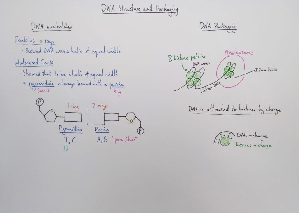 Explain molecular DNA structure wrapping purine pyrimidine histones KS5