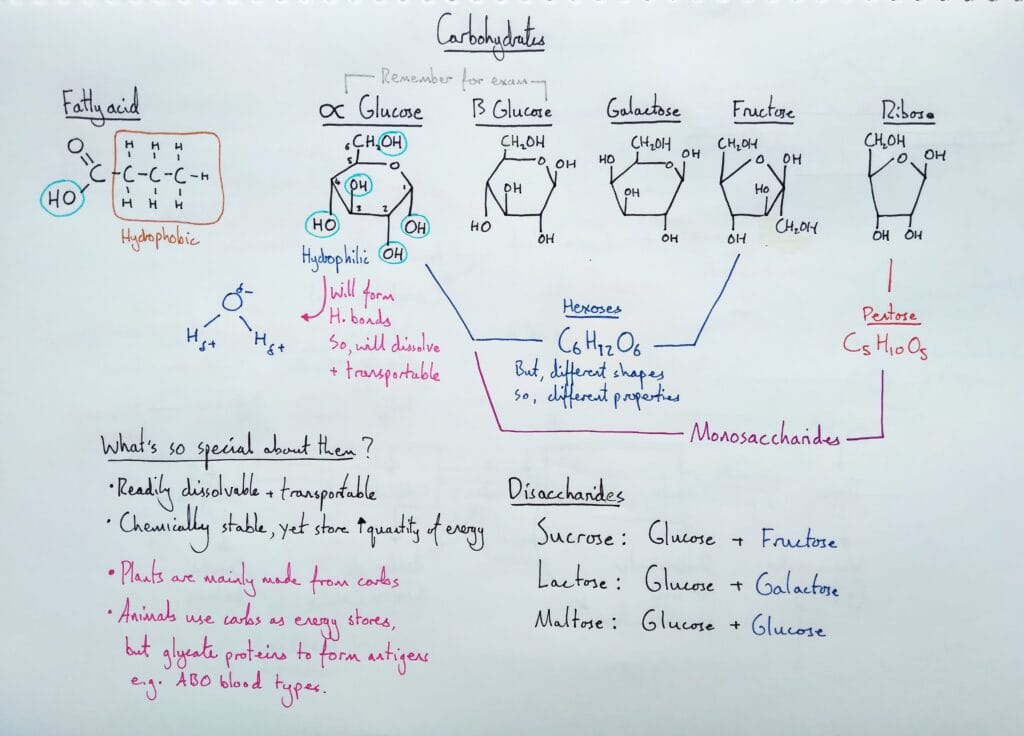 Explain molecular carbohydrates monosaccharides KS5