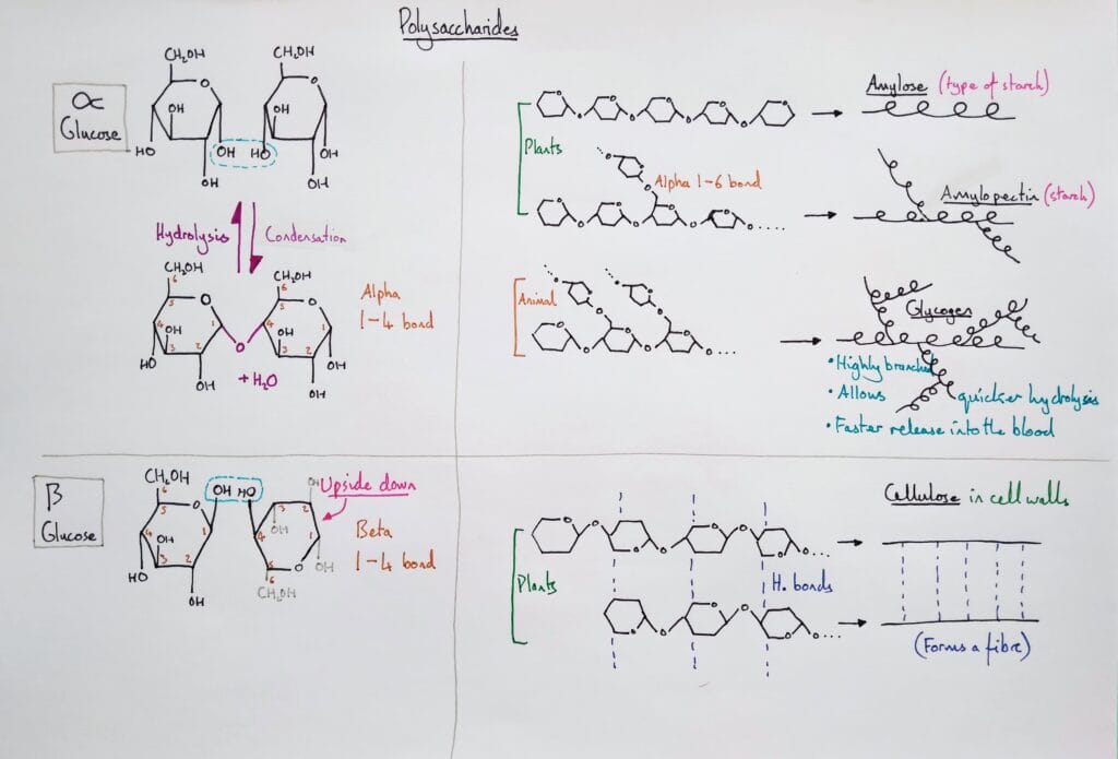 Explain molecular carbohydrates polysaccharides & bonding KS5