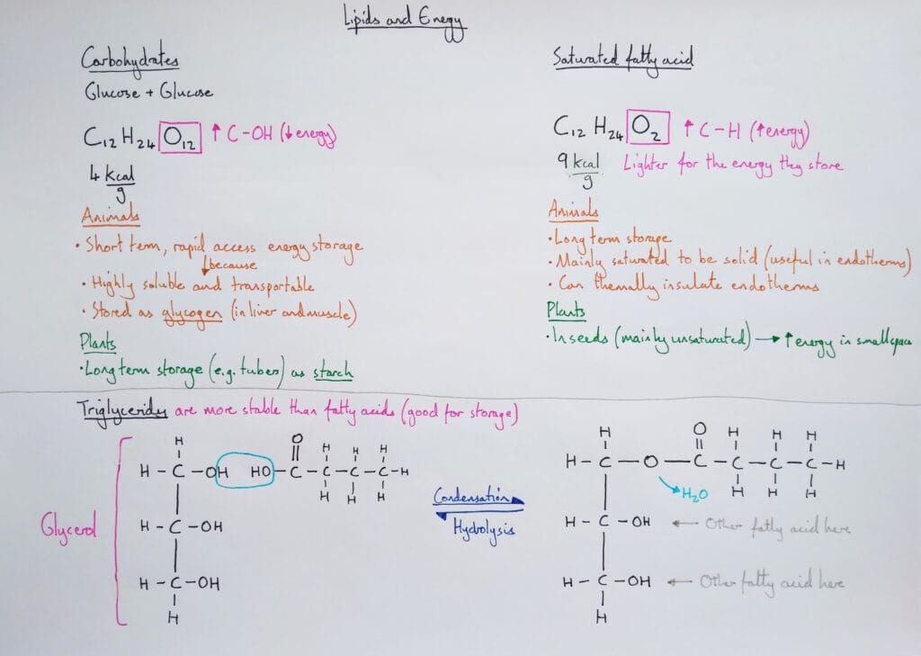 Explain molecular fats energy weight vs carbohydrates & triglycerides KS5