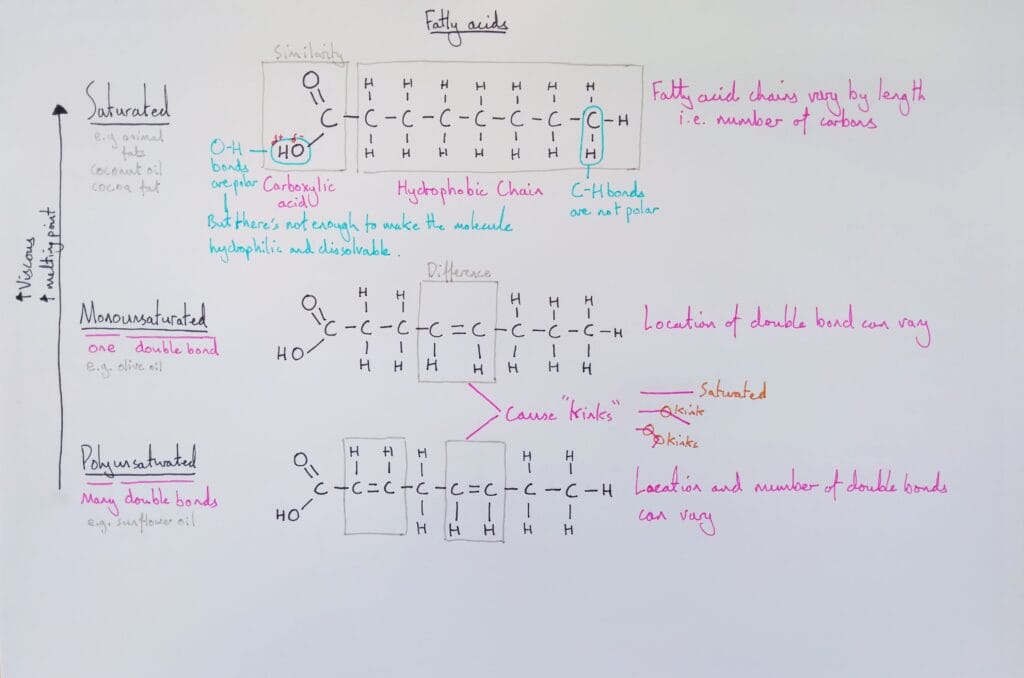 Explain molecular fatty acids saturated unsaturated KS5