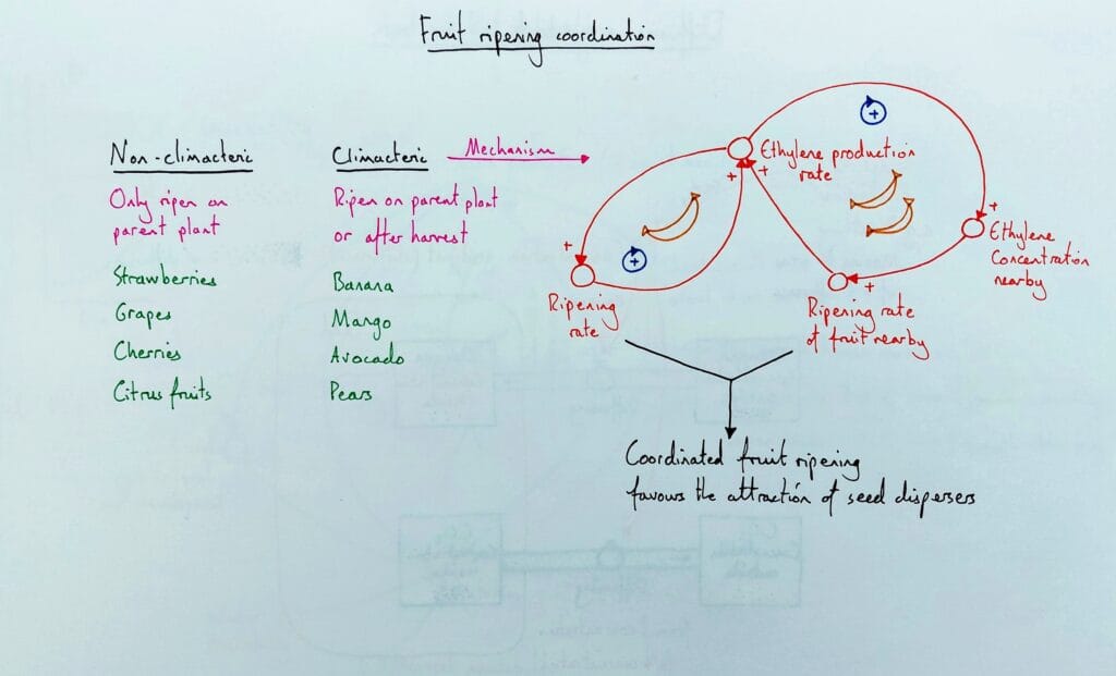 Explain plant fruit ripening positive feedback climacteric KS5