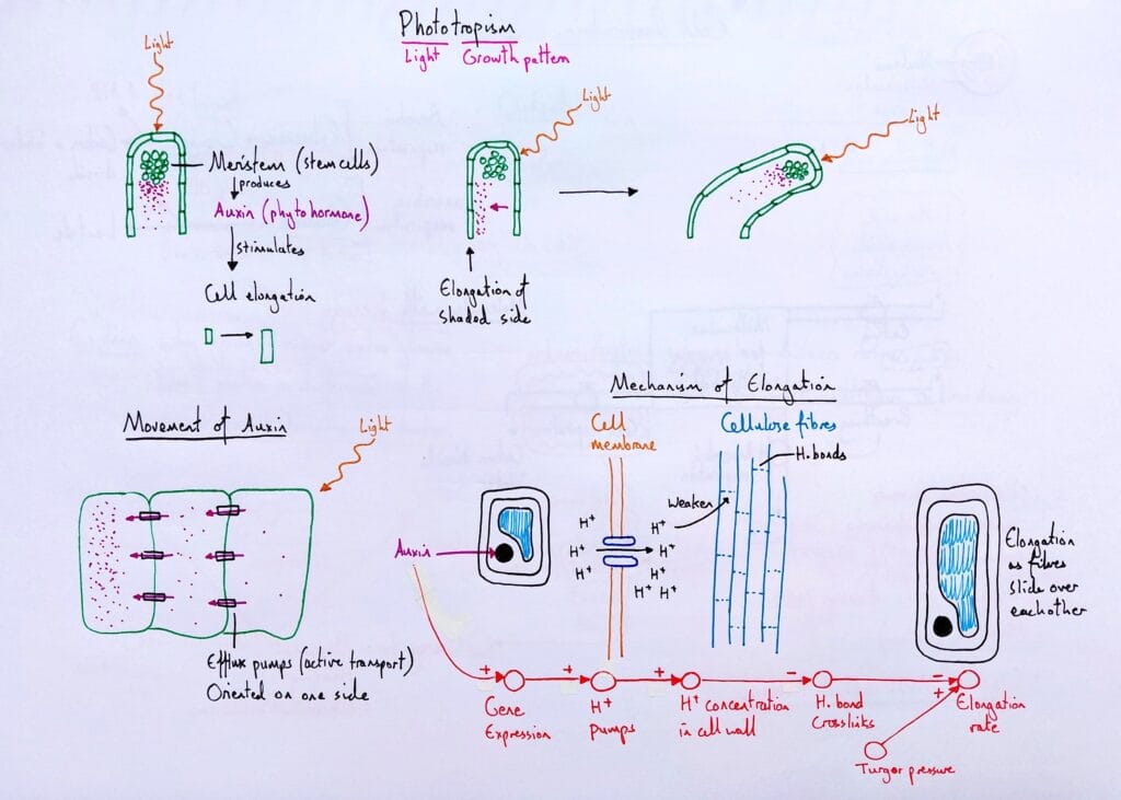 Explain plant growth phototropism auxin growth mechanism KS5