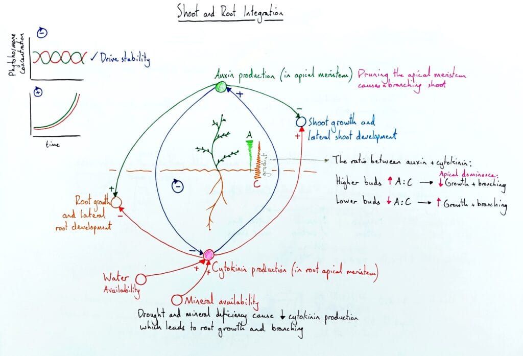 Explain plant growth root and shoot integration auxin cytokinin KS5