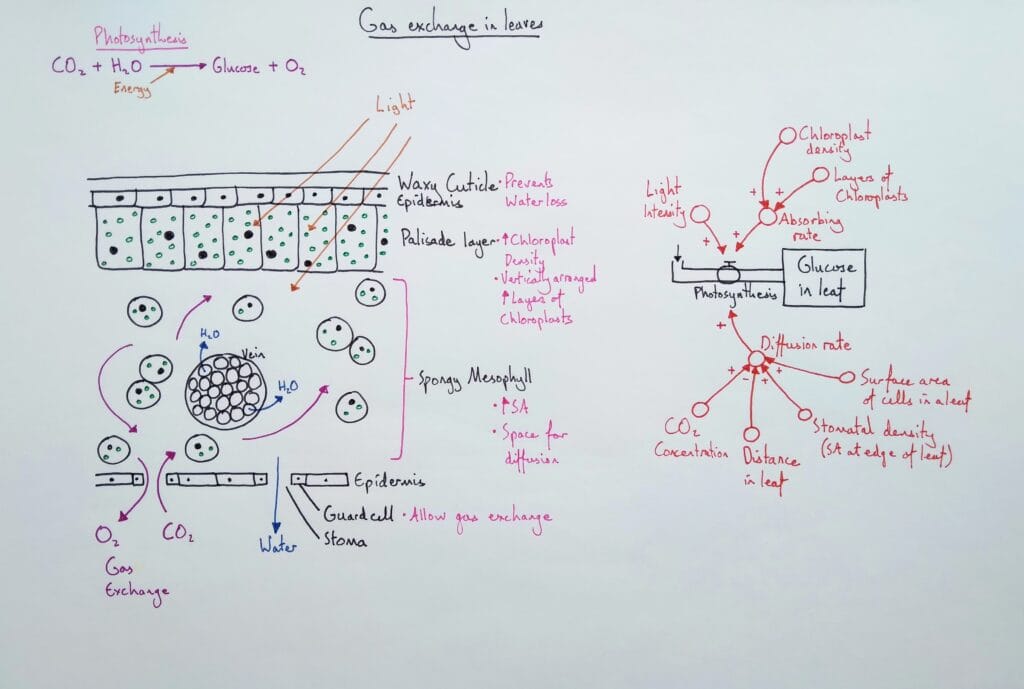 Explain plant leaf gas exchange KS5