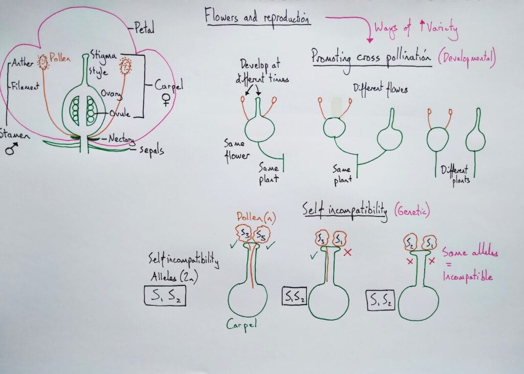 Explain plant reproduction flower structure & avoiding self fertilisation KS5
