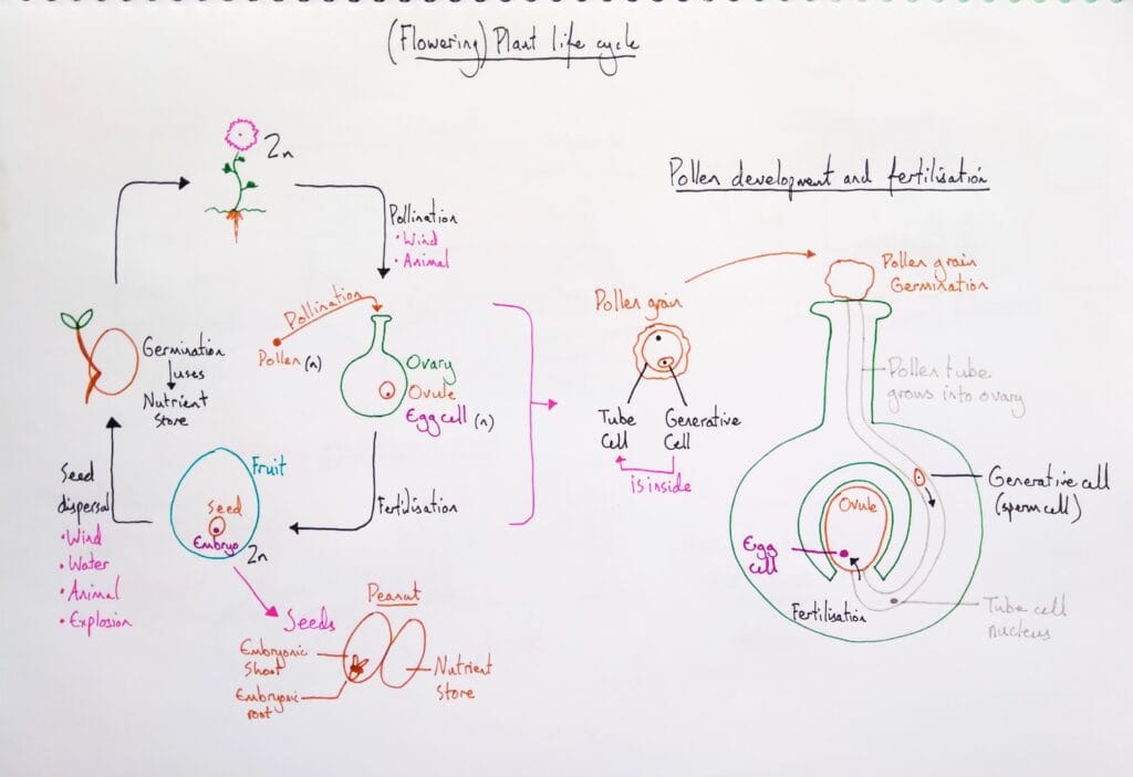 Explain plant reproduction pollination fertilisation in life cycle KS5