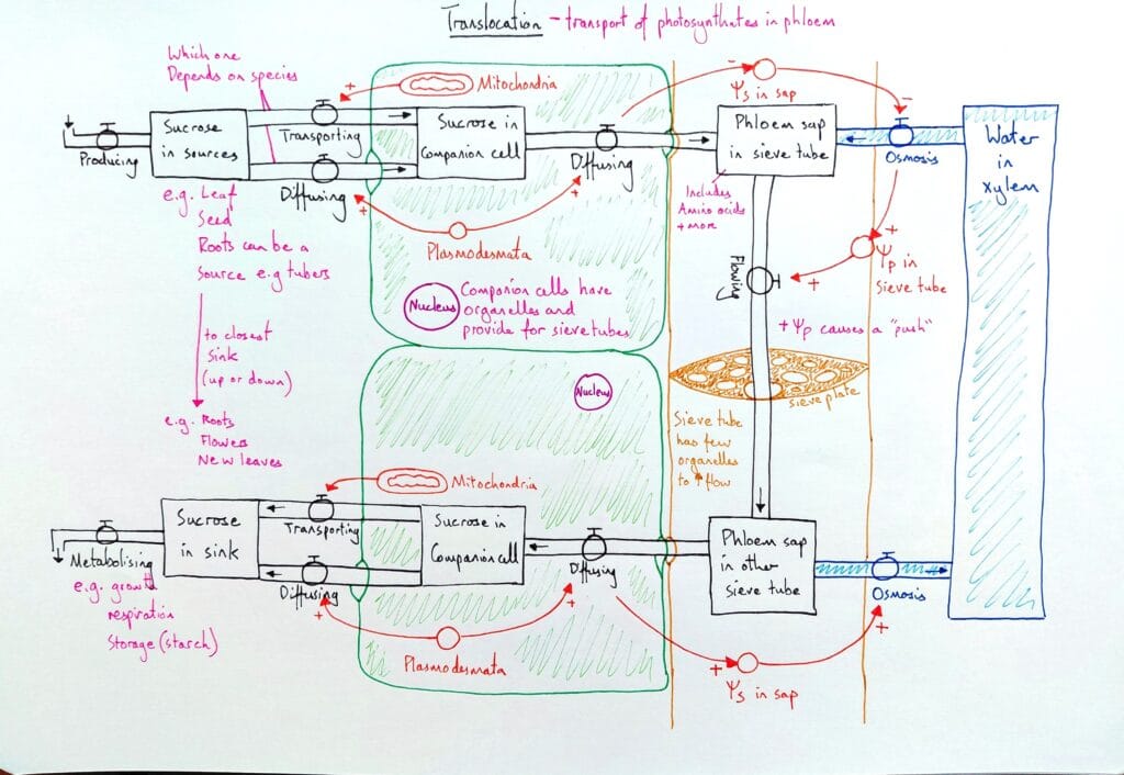 Explain plant vascular translocation phloem model KS5