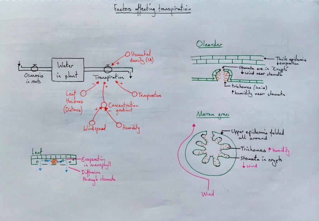 Explain plant vascular transpiration factors examples of xerophytes KS5