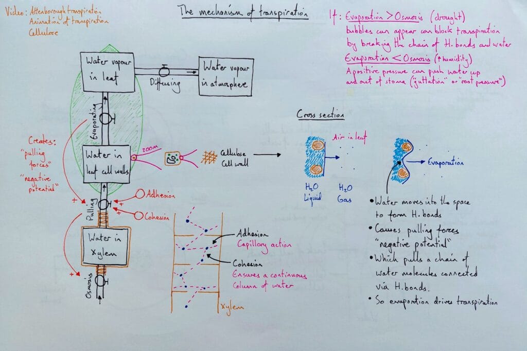 Explain plant vascular transpiration mechanism KS5
