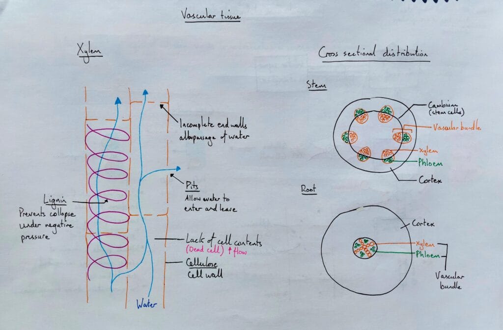 Explain plant vascular transpiration xylem and vascular tissue KS5