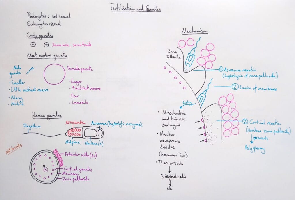 Explain reproduction human gametes & fertilisation mechanism KS5