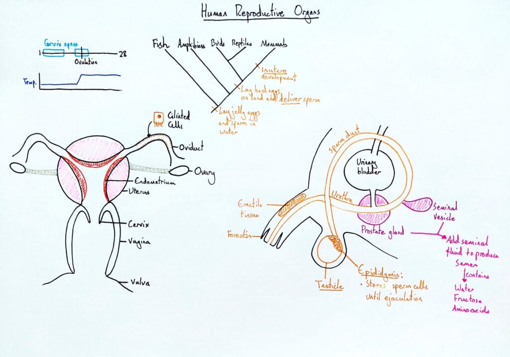 Explain reproduction male and female organs KS5