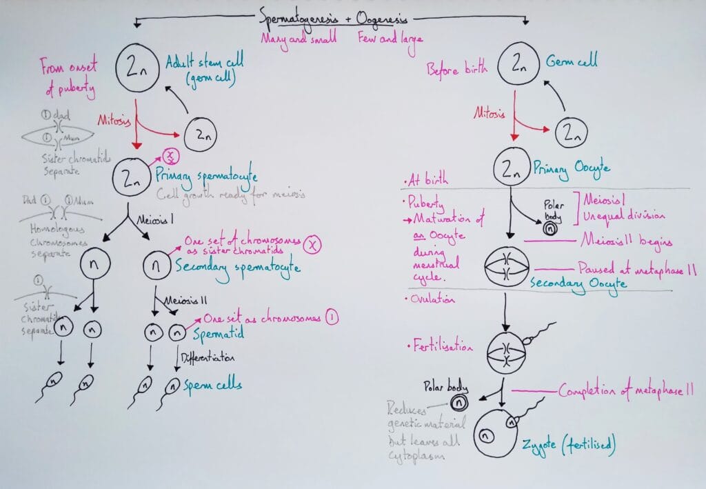 Explain reproduction meiosis spermatogenesis oogenesis KS5