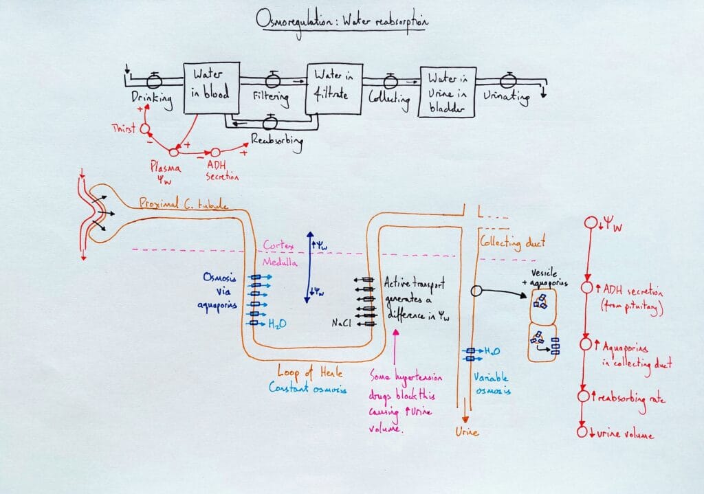 Explain urinary system kidney henle collecting duct AHD KS5