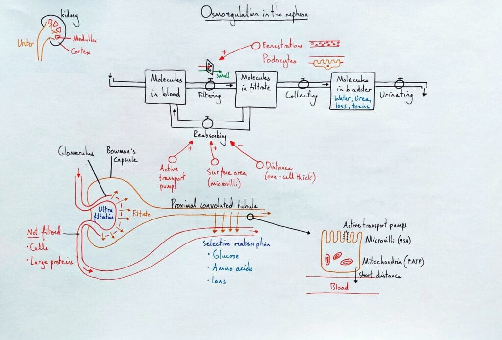 Explain urinary system kidney ultrafiltration reabsorption KS5