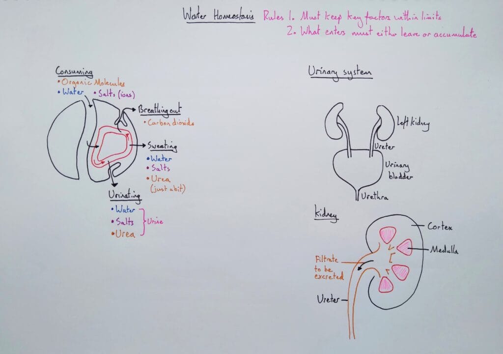 1 Explain urinary system homeostasis balance overview KS4