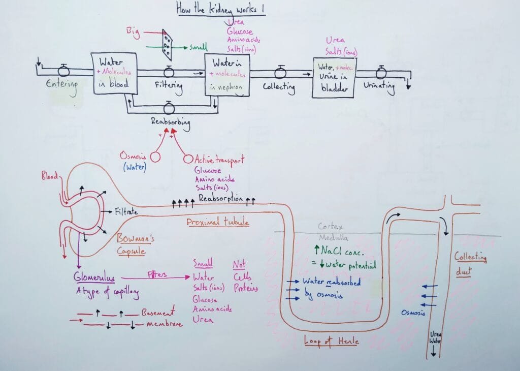 2 Explain urinary system nephron ultrafiltration reabsorption KS4