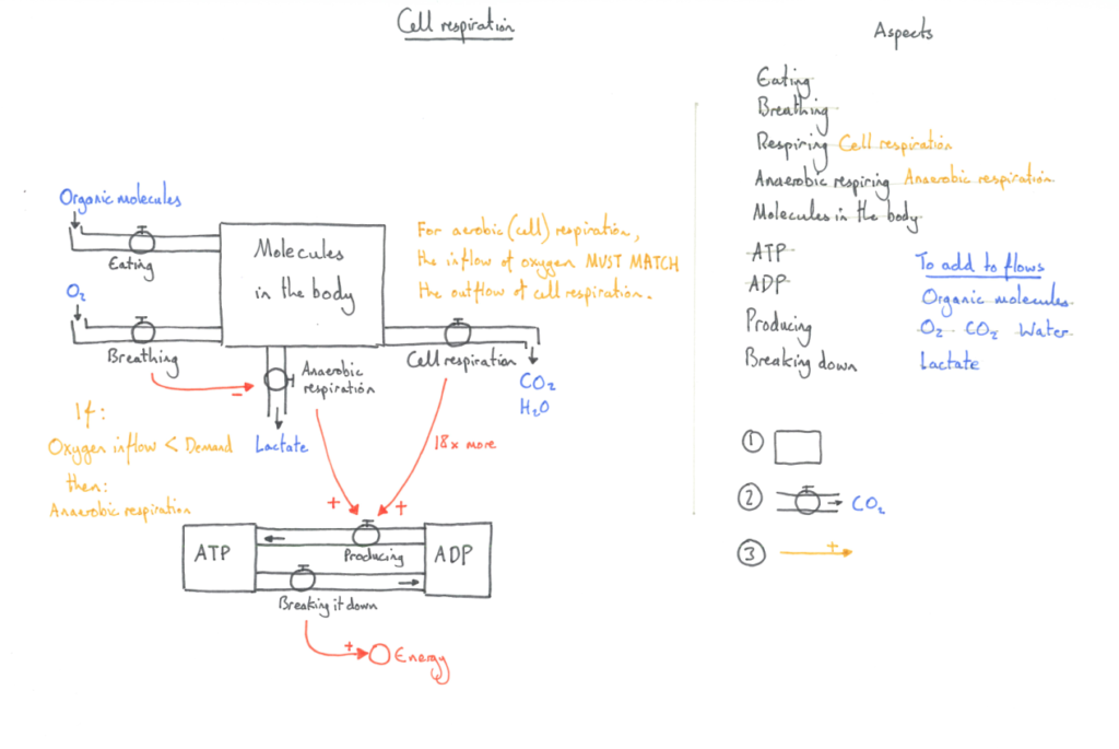Microorganisms and respiration